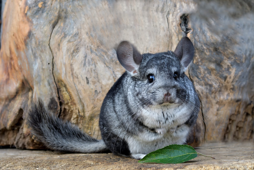 maladies du chinchilla