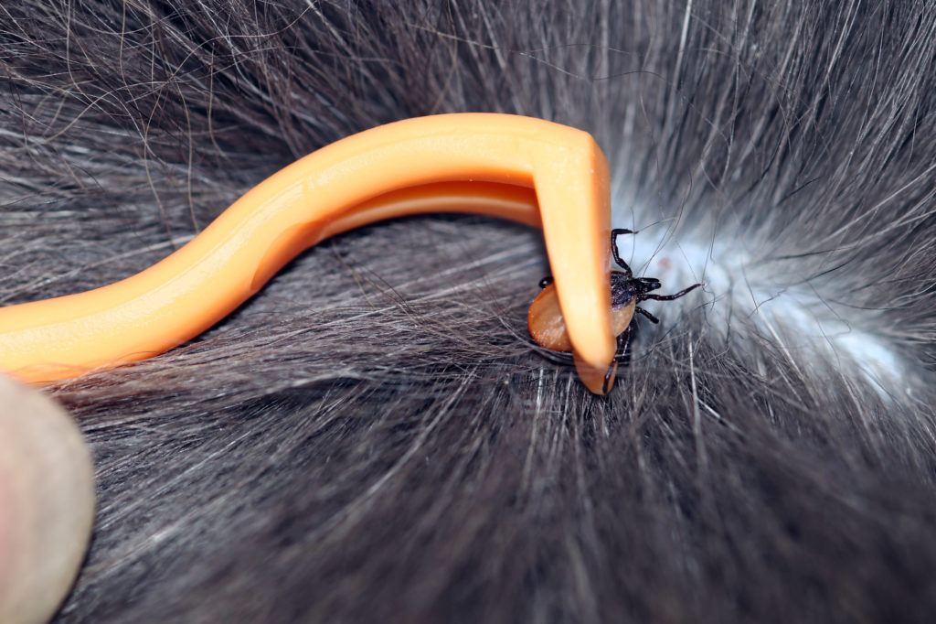 parasites du chat tique chez le chat parasites du chat tique chez le chat