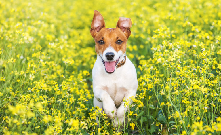 parasite, chien et herbes hautes