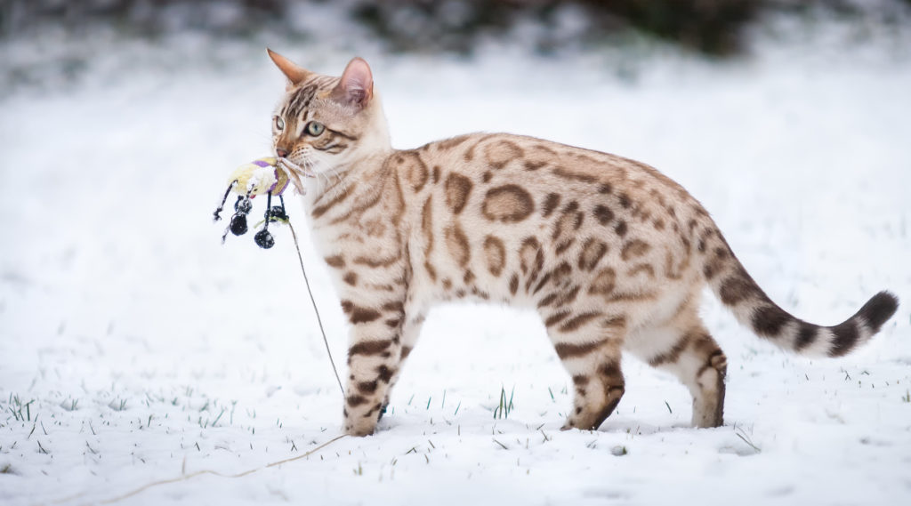 chat bengal dans la neige chat bengal dans la neige