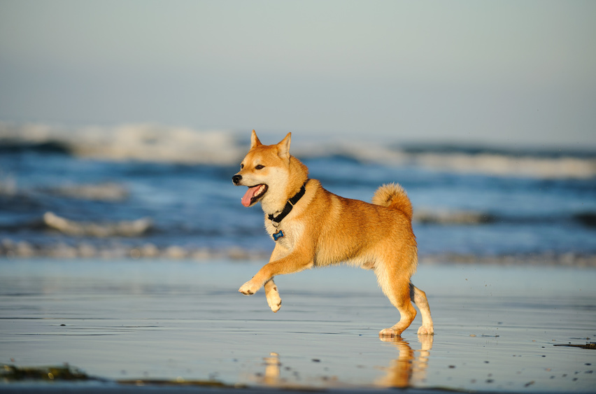 Shiba Inu Shiba Inu