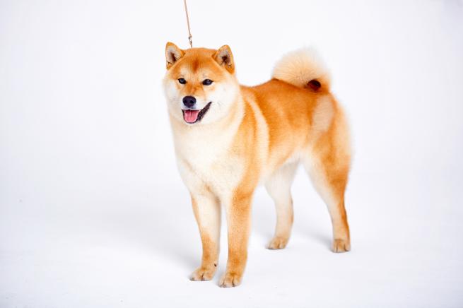 Shiba Inu Caractère Santé éducation Adoption Zooplus