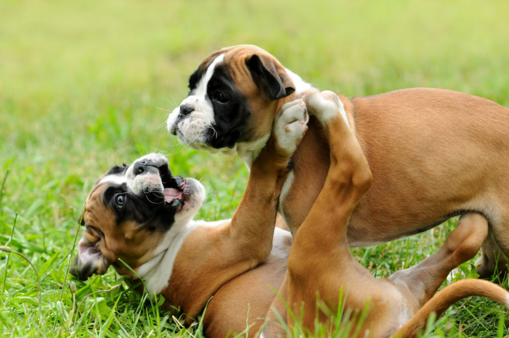 chiots Boxer allemand