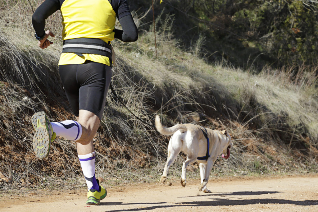 canicross avec son chien