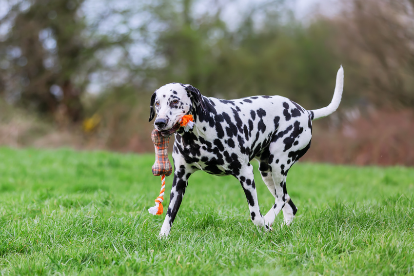 dalmatien qui joue