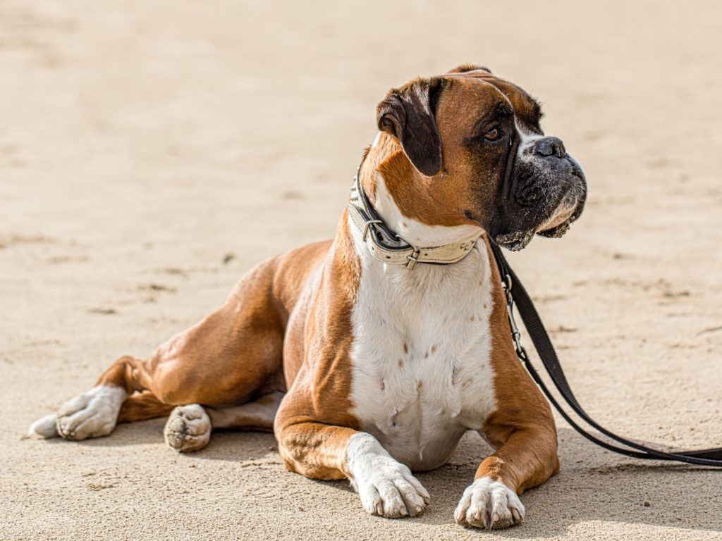 Boxer allemand