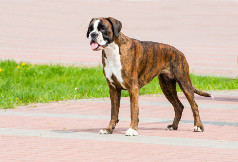 Boxer allemand bringé