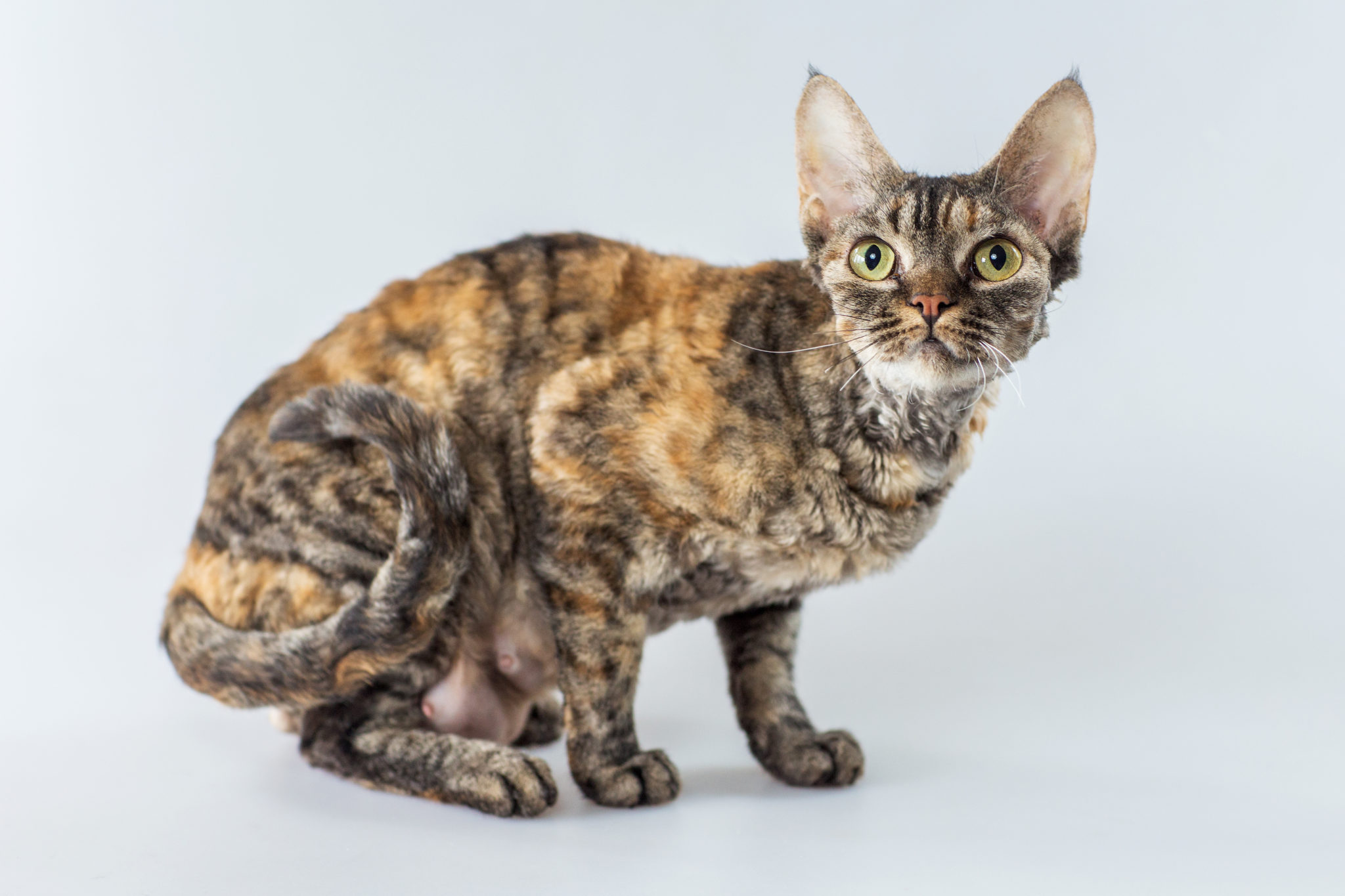 Cornish Rex Caractere Sante Elevage Adoption Zooplus