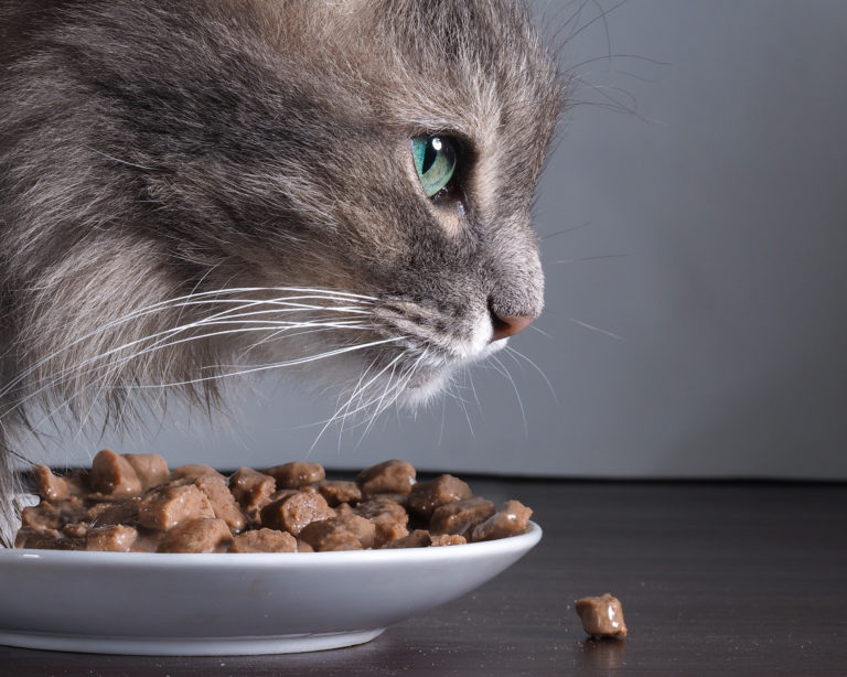 intolérances alimentaires chez le chat