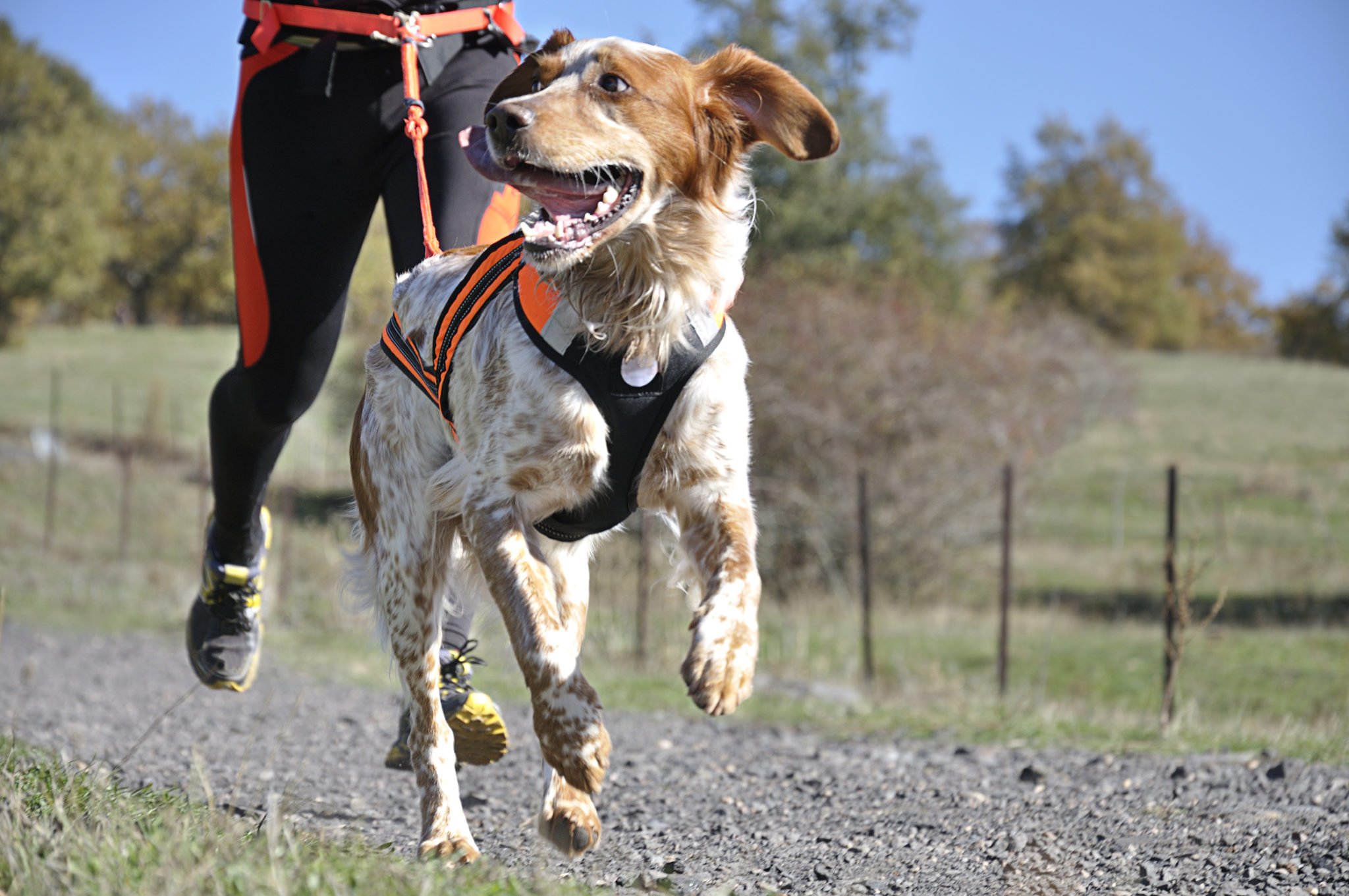 Canicross : Quel équipement pour courir avec votre chien ?