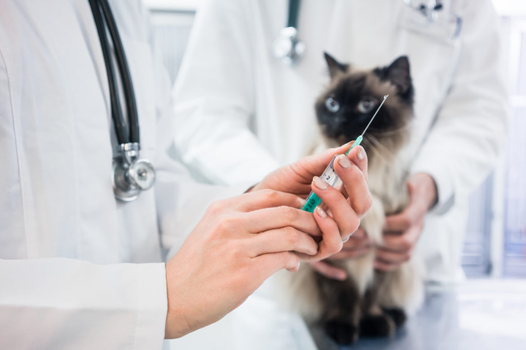 Cat looking at vaccine injection being prepared by veterinarian doctor vaccins pour chat