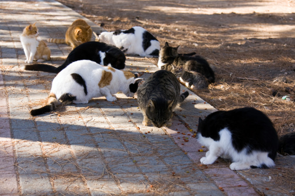 Castration Du Chat Ou Sterilisation Que Choisir Zooplus Castration Du Chat Ou Sterilisation Que Choisir Zooplus