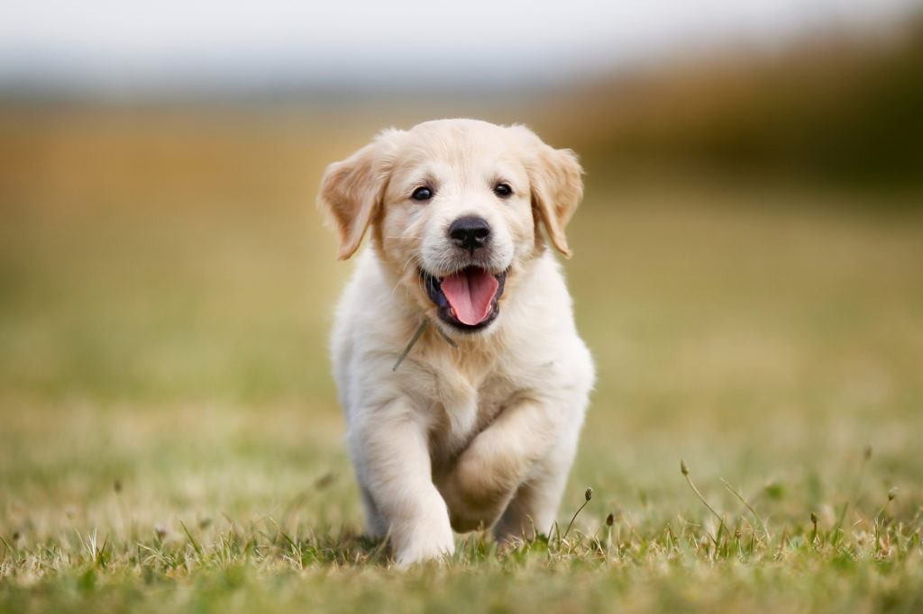 chiot golden retriever