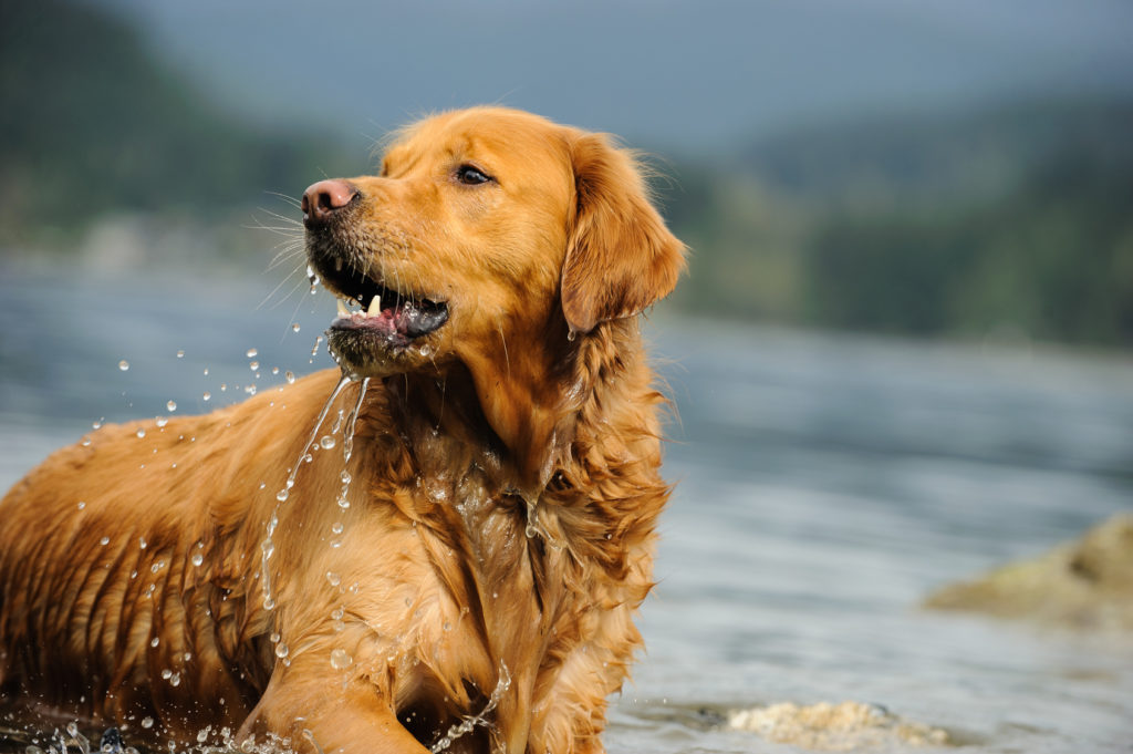 Golden Retriever : caractère, éducation, santé, prix