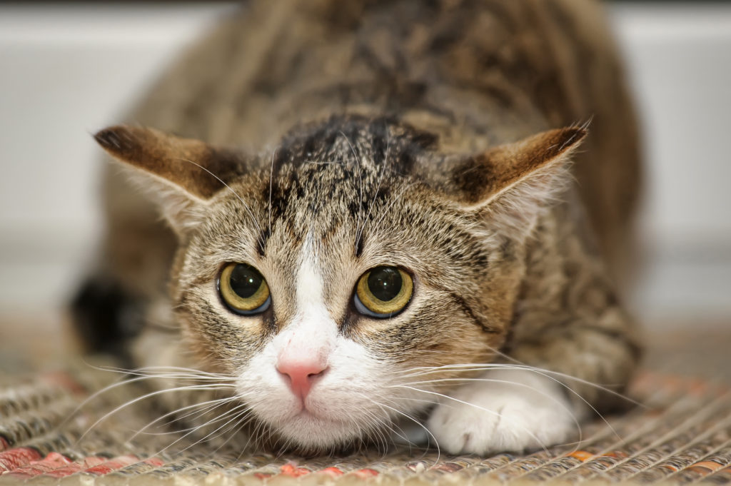 un chat appeuré