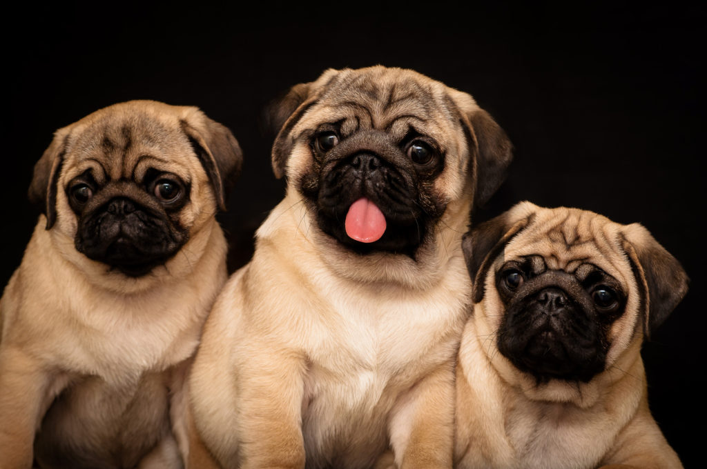 Three Pugs Three Pugs