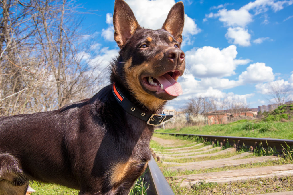 kelpie australien kelpie australien