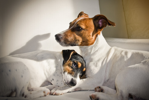 contraception du chien et de la chienne