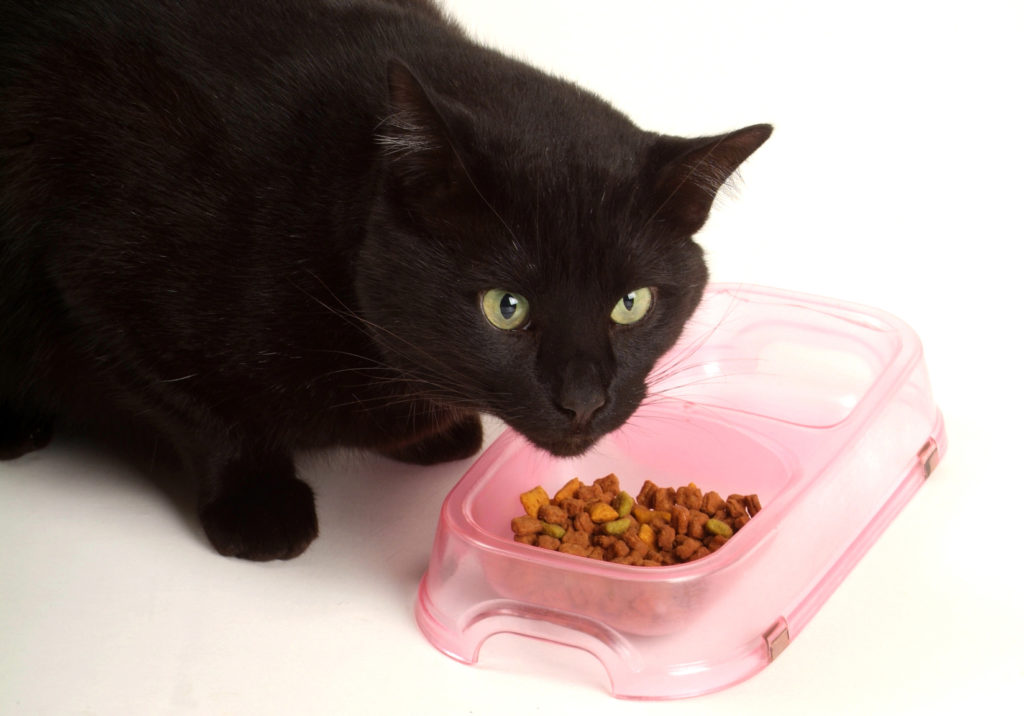 nourrir son chat sensible nourrir son chat sensible