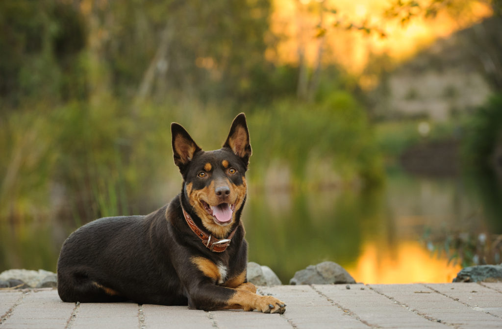 kelpie australien kelpie australien