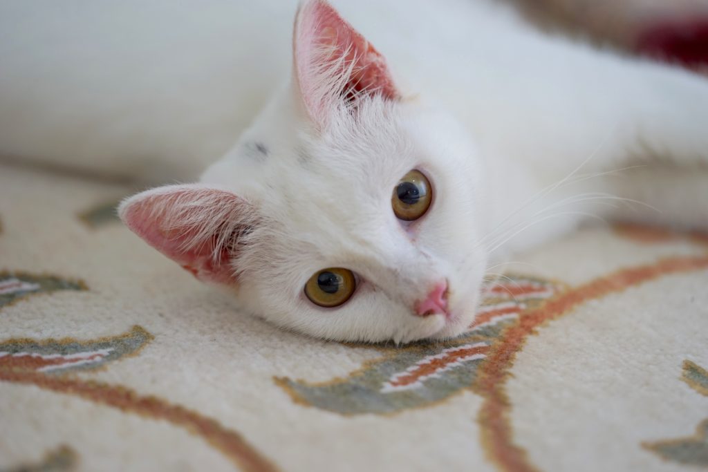 Angora Turc Caractere Sante Elevage Adoption Zooplus Angora Turc Caractere Sante Elevage Adoption Zooplus