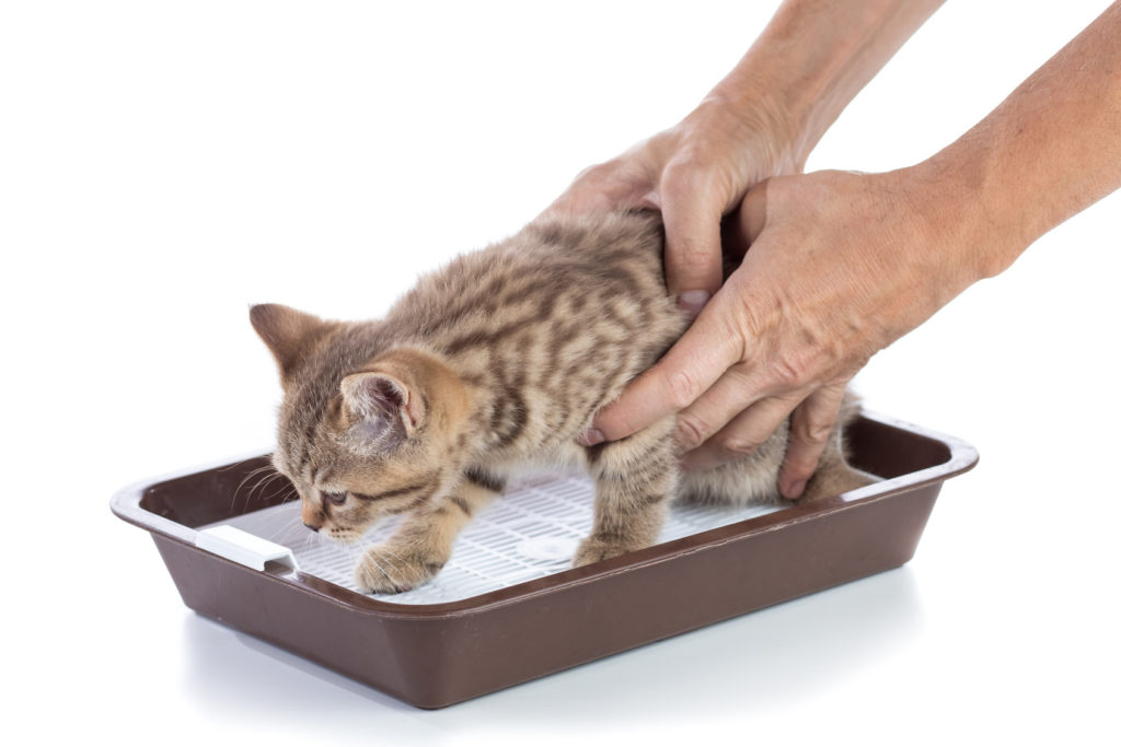 bien éduquer un chaton bien éduquer un chaton