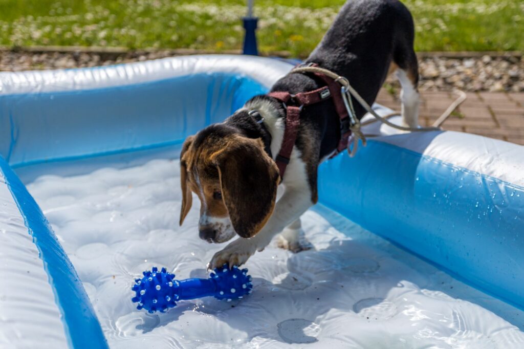 chiot qui joue dans la piscine