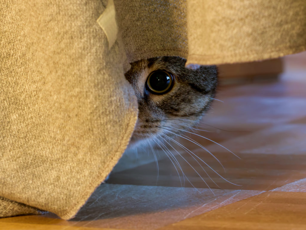 Chat Peureux Comment Le Rassurer Zooplus chat-peureux-comment-le-rassurer-zooplus