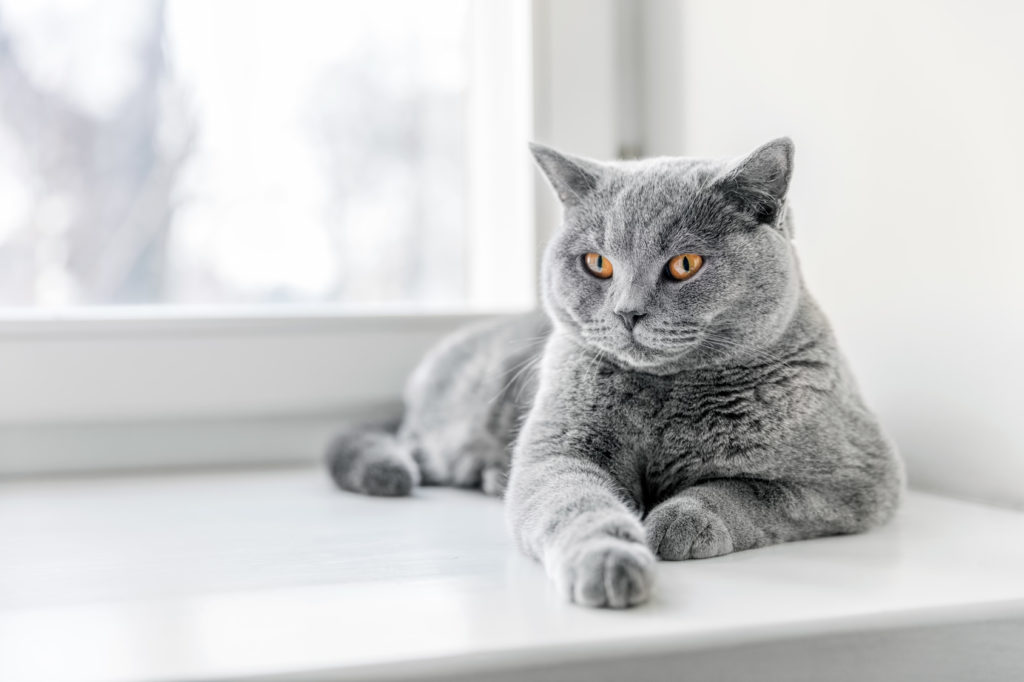 British Shorthair