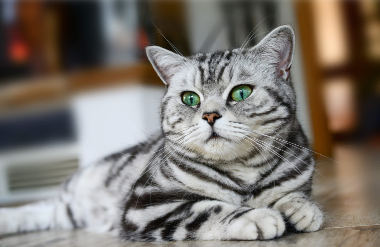 British Shorthair Caractere Histoire Sante Adoption Zooplus British Shorthair Caractere Histoire Sante Adoption Zooplus