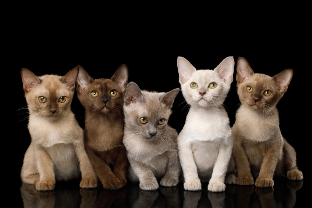 chatons Burmese de toutes les couleurs