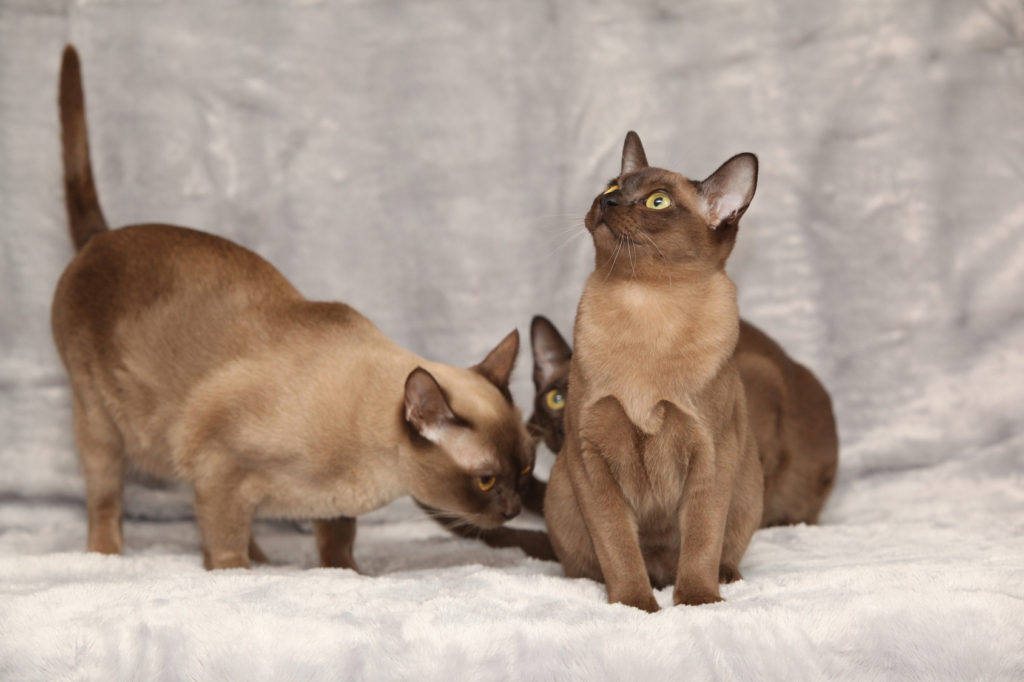 chats Burmese adoption burmese