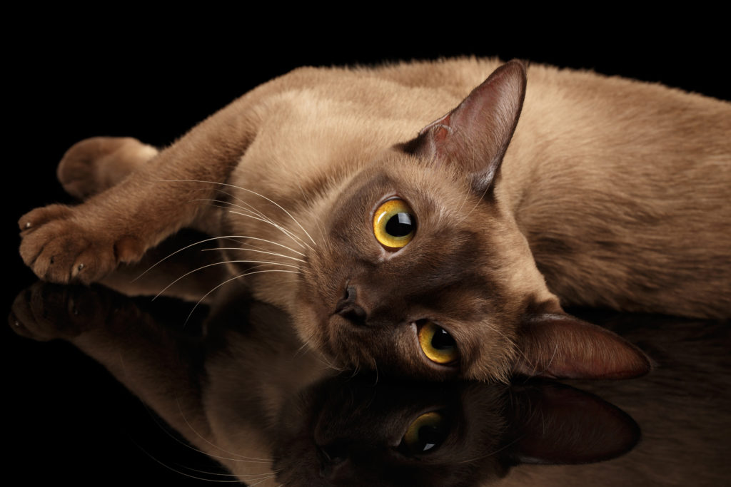 Burmese Caractere Sante Elevage Adoption Zooplus Burmese Caractere Sante Elevage Adoption Zooplus