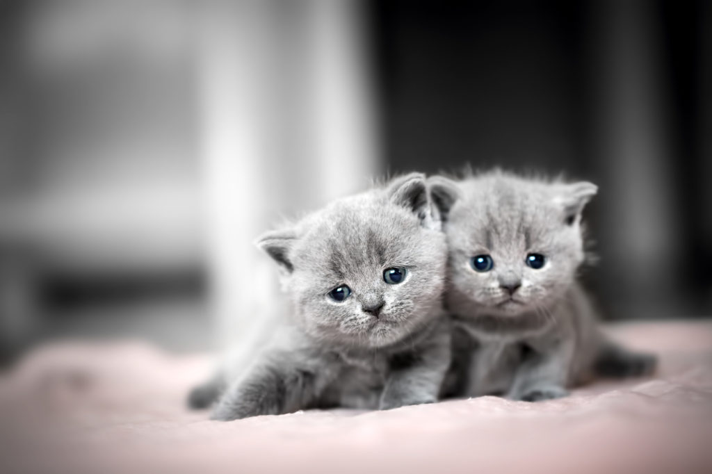 chatons British Shorthair