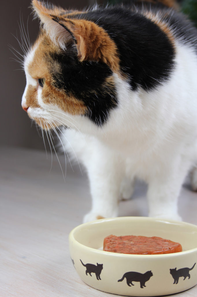 nourriture pour chat de qualité
