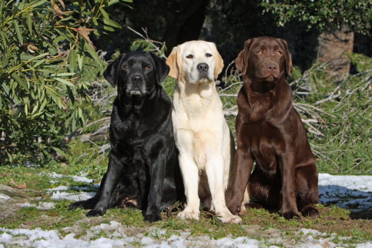 labrador retriever trois couleurs