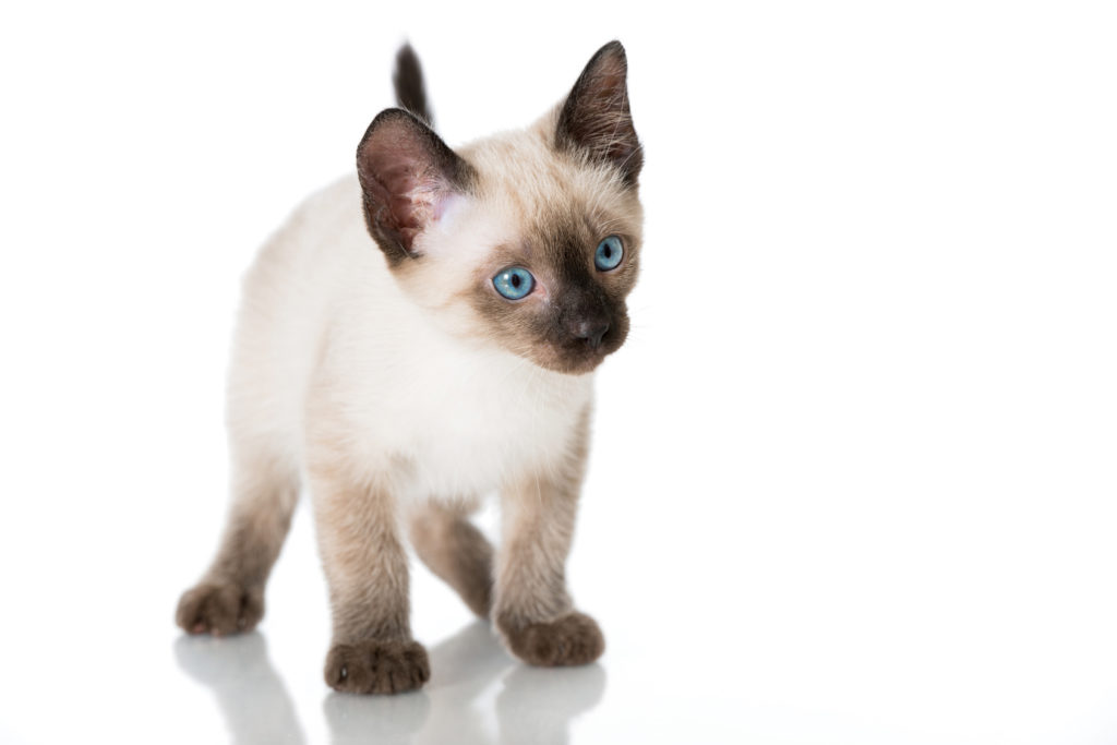 Siamois caractère, santé, adoption & élevage zooplus