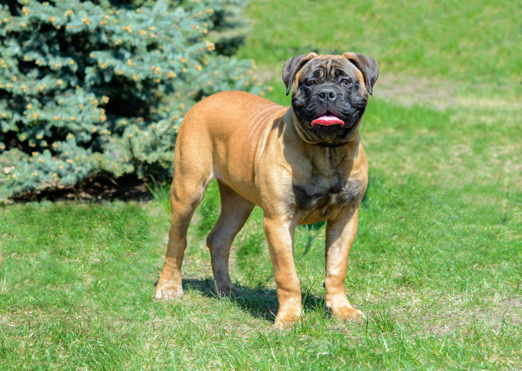 Bullmastiff Bullmastiff
