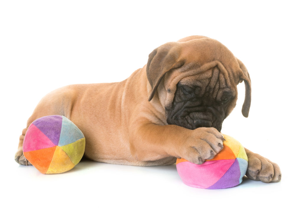 chiot Bullmastiff chiot Bullmastiff