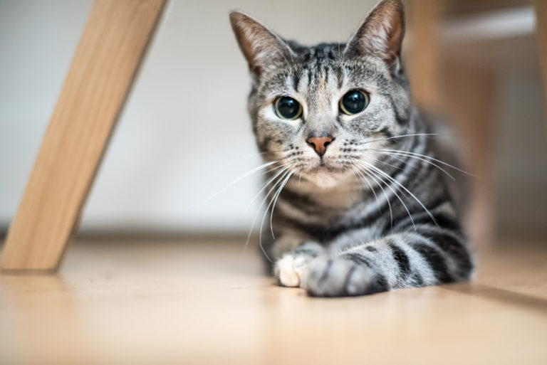 chat européen chat européen
