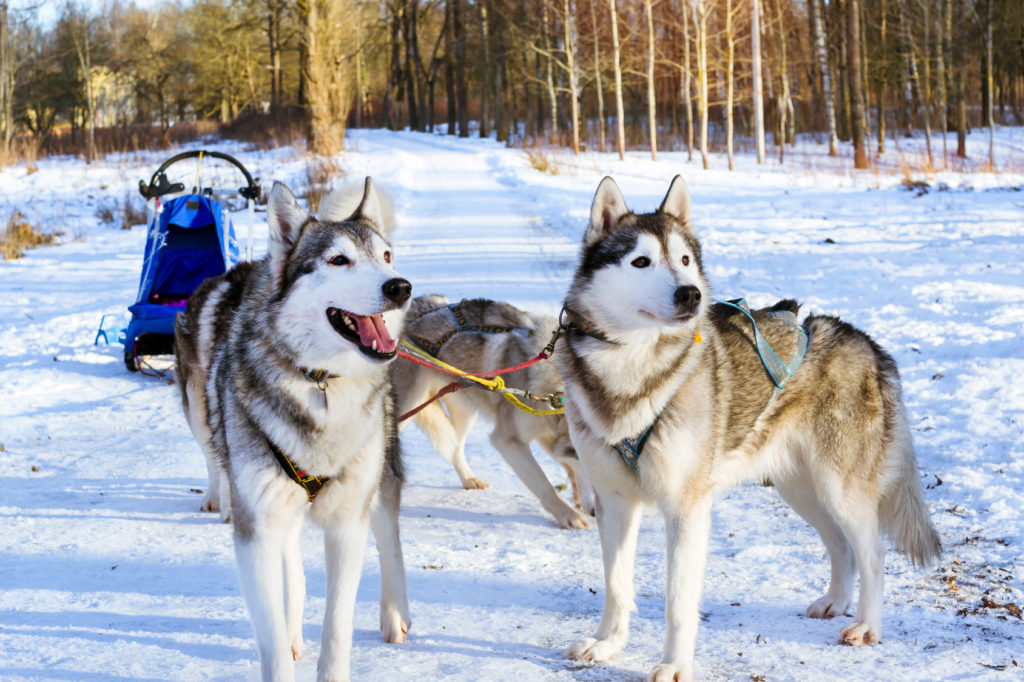 Husky de Sibérie chien de traineau Husky de Sibérie chien de traineau
