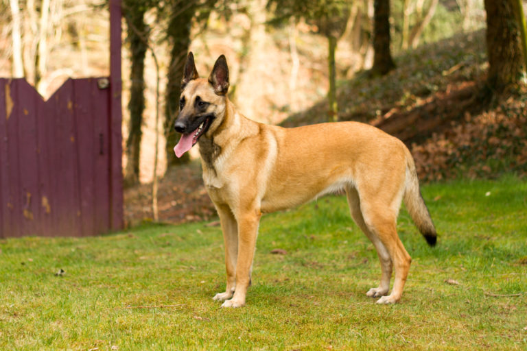 Berger belge (Malinois) : caractère, santé u0026 éducation zooplus
