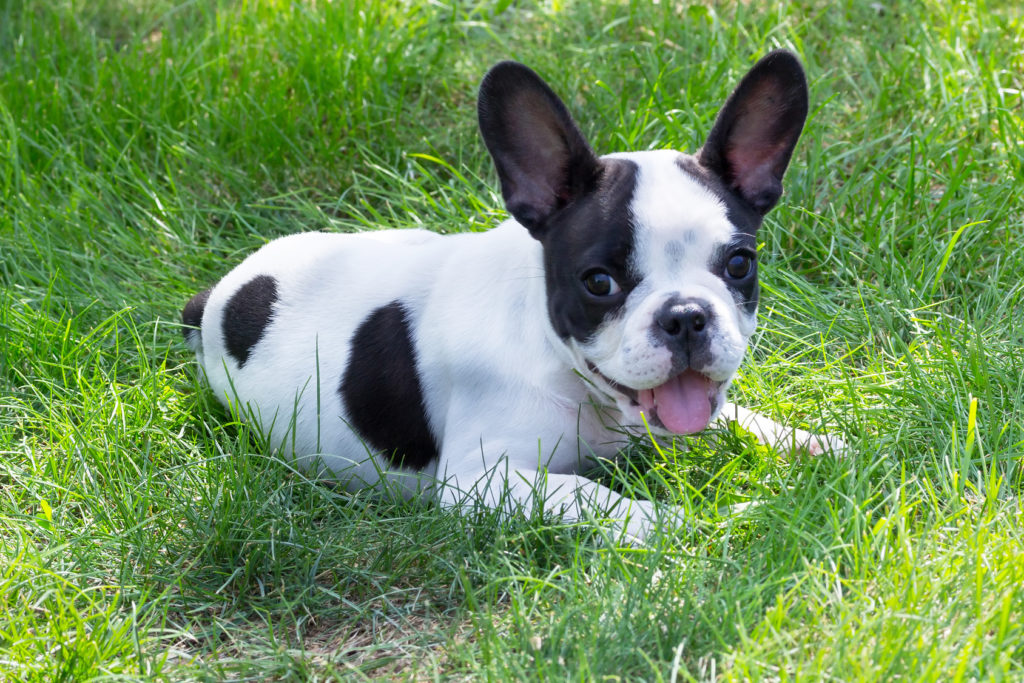 French Bulldog