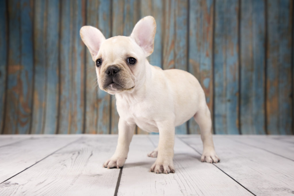 Bouledogue français caractère, éducation, santé, adoption zooplus