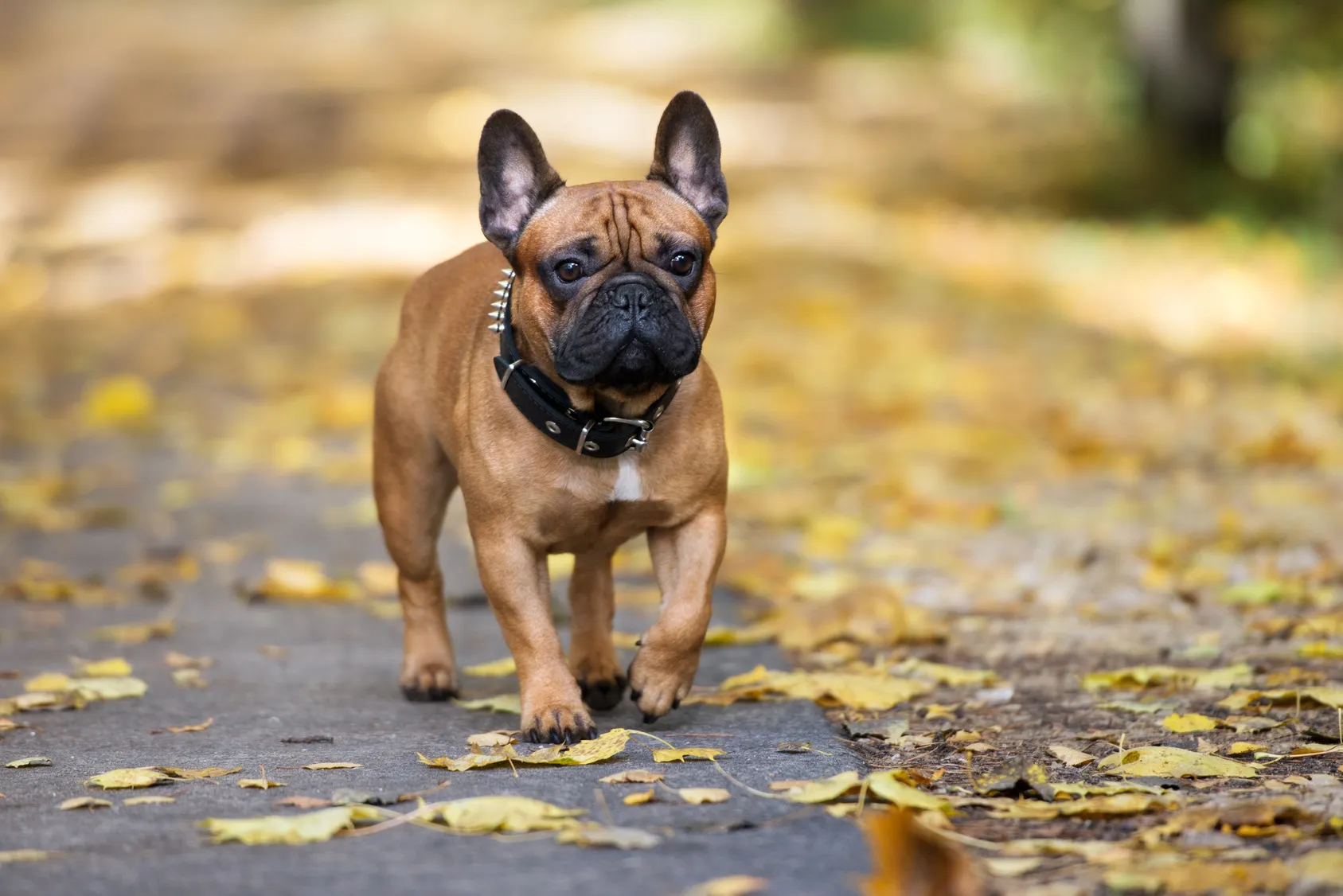 bouledogue-fran-ais-caract-re-ducation-sant-adoption-zooplus