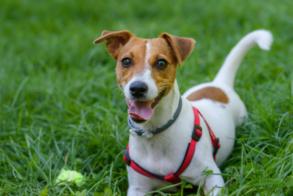 Jack Russell Terrier Jack Russell Terrier