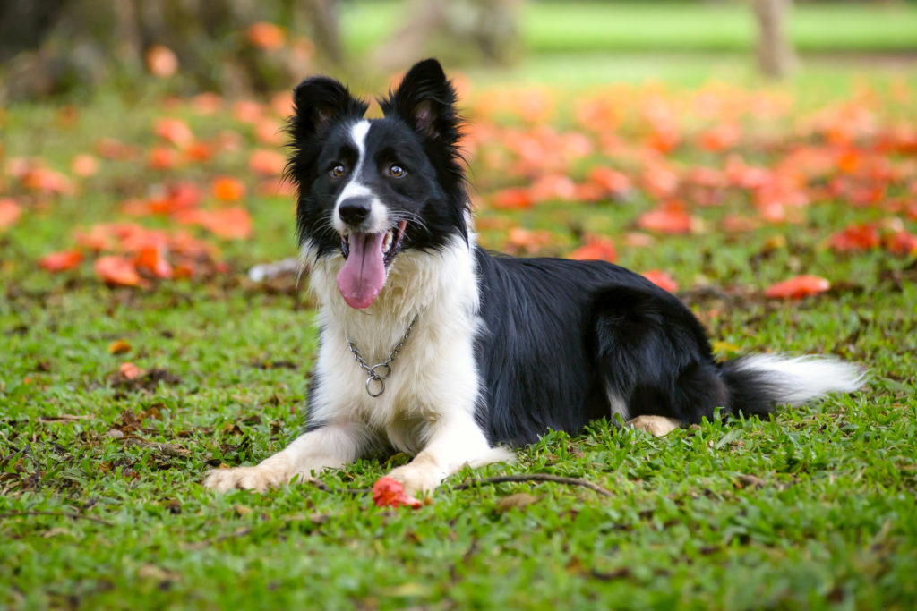 Border collie Border collie