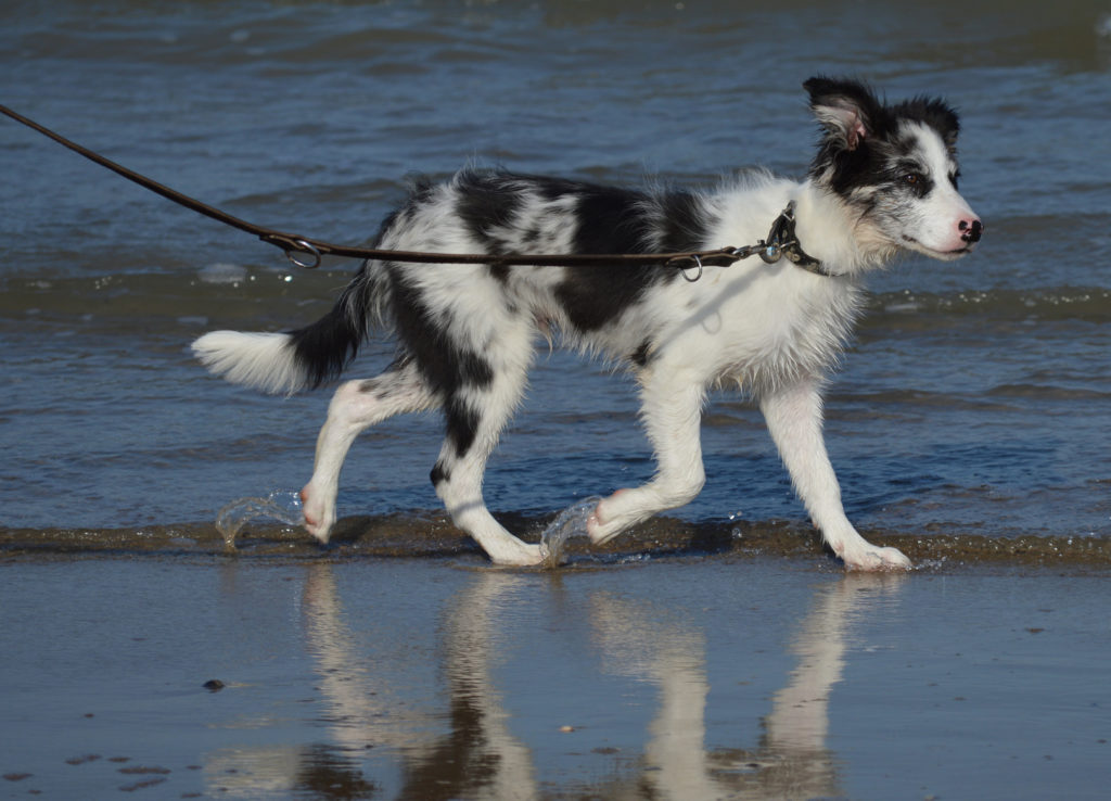 Border Collie merle Border Collie merle