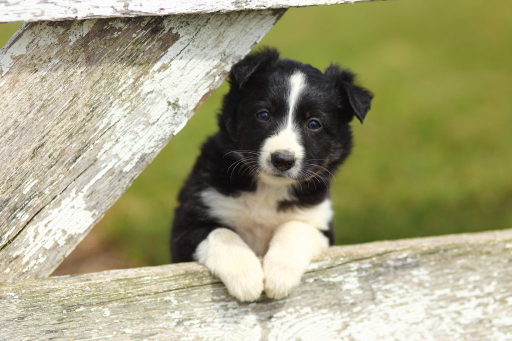 Chiot Border Collie