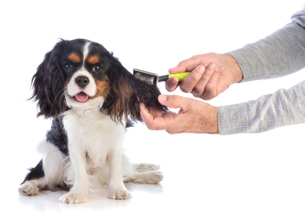 Cavalier king Charles spaniel tricolore